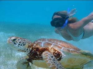 snorkeling with turtles in tulium mexico