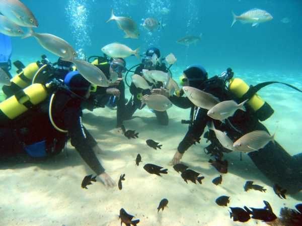 Learn to dive in tulum´s famous reefs and cenotes with agua clara scuba diving PADI certified courses!