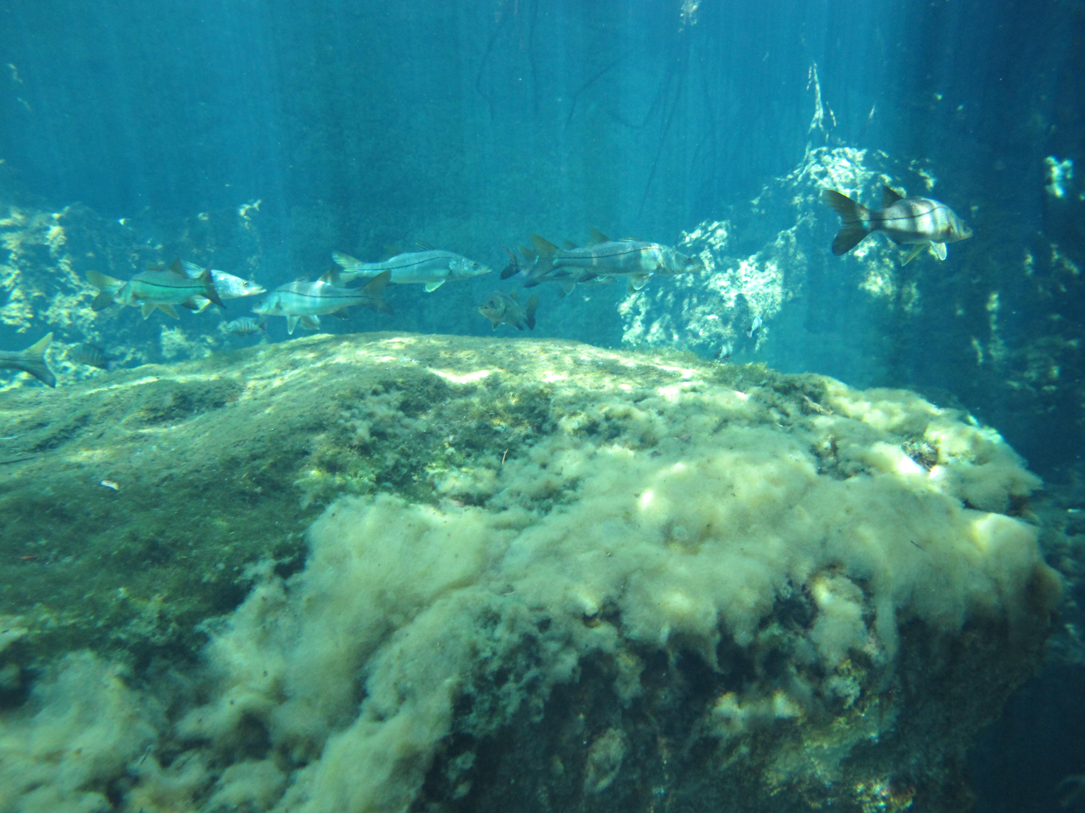 casa cenote sea bass
