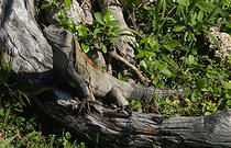 iguana_cenote_animals