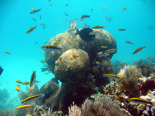 The Mesoamerican Reef - Tulum Mexico