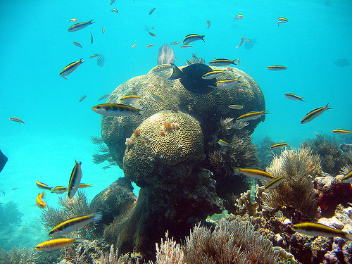 Reef island tulum diving photography