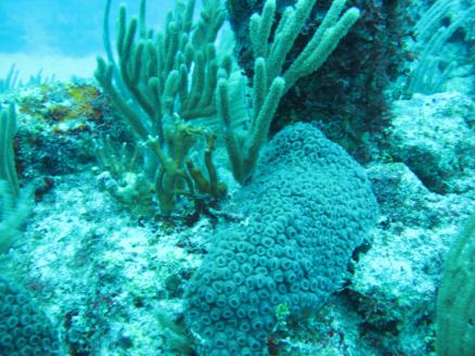 scuba-diving-dive-tulum-tour-reef-photos1