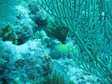 scuba-diving-dive-tulum-tour-reef-photos2