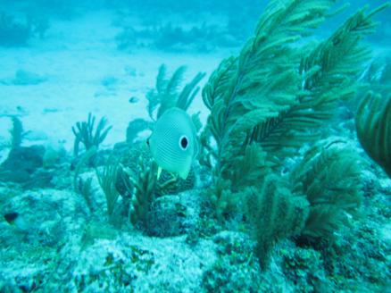 scuba-diving-dive-tulum-tour-reef-photos3