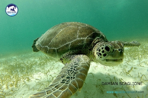 Diving or snorkeling in Tulum Coral Reef nears Tulum